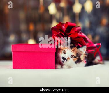 cute fluffy kitten with bow sitting next to gift on festive shiny background Stock Photo