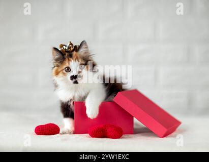 cute fluffy kitten sitting in red gift box with golden bow on head Stock Photo