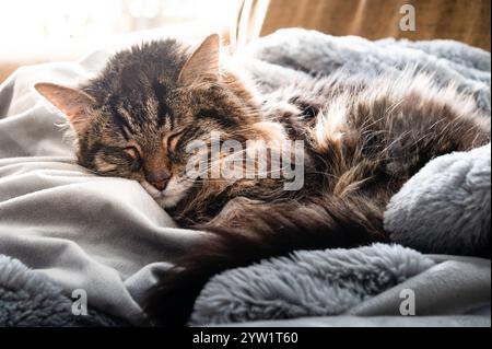Brown tabby cat sleeping in the sunshine on a gray blanket Stock Photo