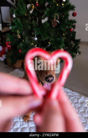Female hands made a heart from two candy canes, a backdrop golden retriever dog Stock Photo