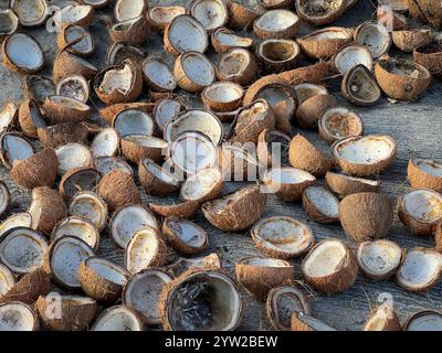 After harvesting, coconuts peeled & halved (copra) are dried naturally in sunlight to extract the meat to make coconut oil, Luzon island, Philippines Stock Photo