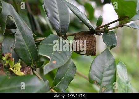 Side view of a pod or egg case of a praying mantis that has eggs is attached to the stem of a flame of the wood plant (Ixora coccinea) Stock Photo