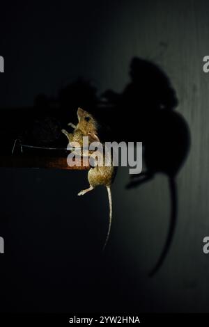 Mouse in a mousetrap Shadow on the wall Stock Photo