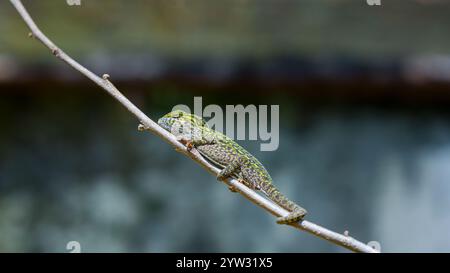 A vibrant green and brown Carpet chameleon is perched on a tree branch. The chameleon's long, prehensile tail is wrapped around the branch for support Stock Photo