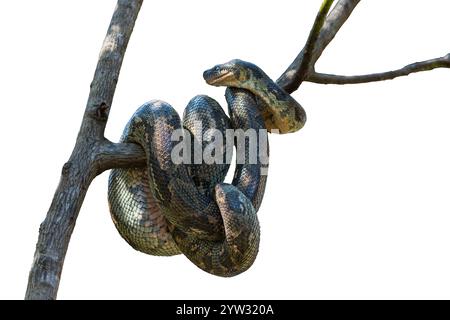 A coiled snake with intricate scales on a tree branch. The snake's scales display a mix of green and brown hues, blending with the natural surrounding Stock Photo