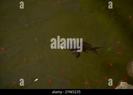 A large black fish swims among smaller red fish in a greenish pond. Stock Photo