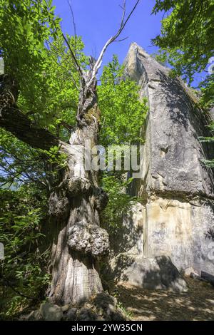 Tree with large growth in the Chambre du Roi, Gres d'Annot sandstone labyrinth walk, Alpes-de-Haute-Provence, France, Europe Stock Photo