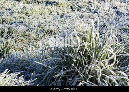 Grass and flowers in frosty winter Stock Photo