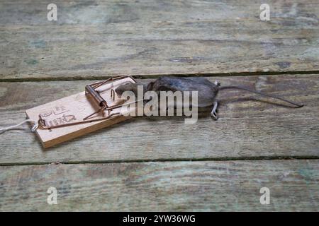 Mouse, house mouse (Mus musculus) in the trap, dead, caught, mousetrap, attic, Berlin, Germany, Europe Stock Photo