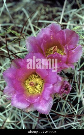 Plains Prickly Pear, blossoms, Kodachrome Basin State park, Utah, USA, (Opuntia polycantha), North America Stock Photo