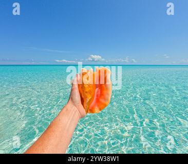 Conch Shell in Hand With Ocean Background Stock Photo - Alamy