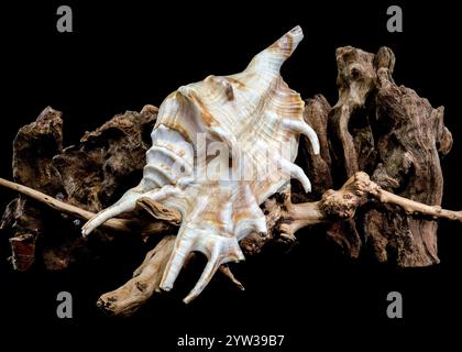 Lambis scorpius Shell on Driftwood black background Stock Photo