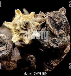 Strombus pugilis Shell on Driftwood with Black Background Stock Photo