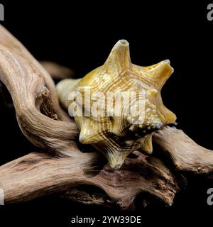 Strombus pugilis Shell on Driftwood with Black Background Stock Photo