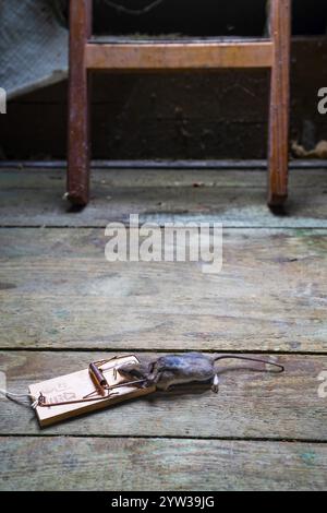 Mouse, house mouse (Mus musculus) in the trap, dead, caught, mousetrap, attic, Berlin, Germany, Europe Stock Photo