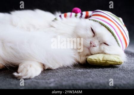 Cat wearing a hat and sleeping on a little pillow Stock Photo
