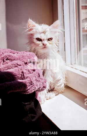 Funny angry white wet kitten Stock Photo