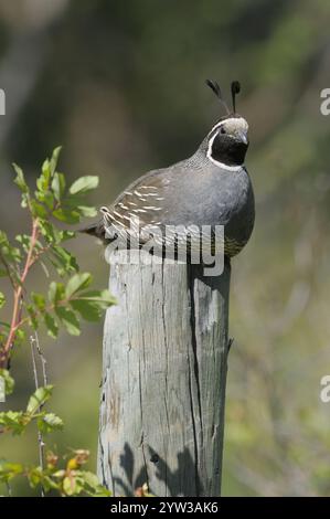 California quail (Callipepla californica) (Lophortyx californica), male ...