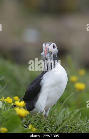 Atlantic puffin, (Fratercula arctica), Borgarfjordur eystri, east Iceland, europe Stock Photo