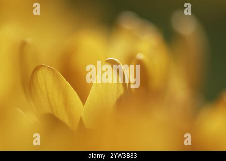 Dutch yellow crocus, (Crocus flavus) Stock Photo