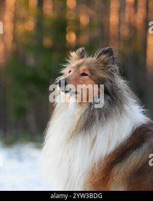 A Collie dog with long fur stands in a snowy forest, gazing into the distance. Its thick coat and alert posture contrast beautifully with the Stock Photo
