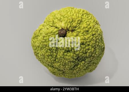 Green fruit Maclura pomifera against white background Stock Photo