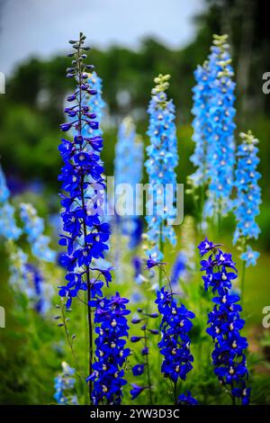 A field of blue and white flowers with a blue flower in the foreground. The blue flowers are tall and stand out against the green grass Stock Photo