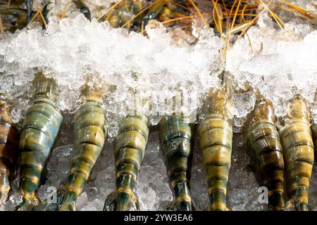 Fresh giant freshwater prawns or lobsters in stack frozen in ice stack are on sale in stall in Thai market Stock Photo