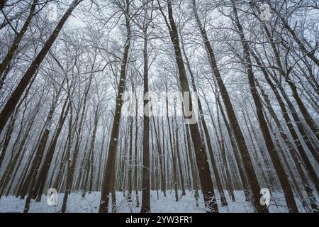 View of tree trunks and crowns in dense winter woodland, eastern Poland Stock Photo