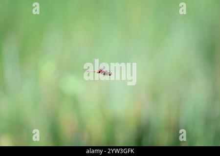 red dragonfly flying, in flight, green background, isolated single, macro detail close closeup, nature natural insect Stock Photo