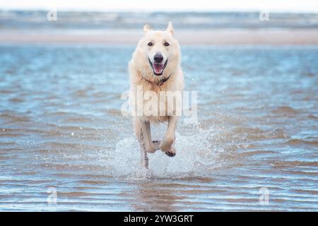 Swiss Shepherd dog running toward camera through ocean at beach Stock Photo