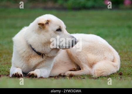 Swiss Shepherd dog, domestic family pet, lying on green lawn grass, close closeup Stock Photo