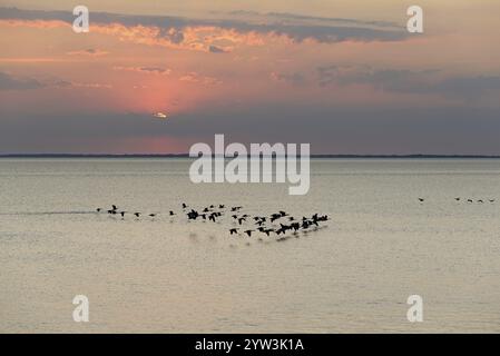 Evening mood, wild geese, Canada goose (Branta canadensis) flying low over the North Sea, Norddeich, Lower Saxony, Germany, Europe Stock Photo