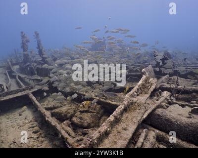 A school of fish swims around a derelict shipwreck in the blue ocean, dive site Benwood, John Pennekamp Coral Reef State Park, Key Largo, Florida Keys Stock Photo