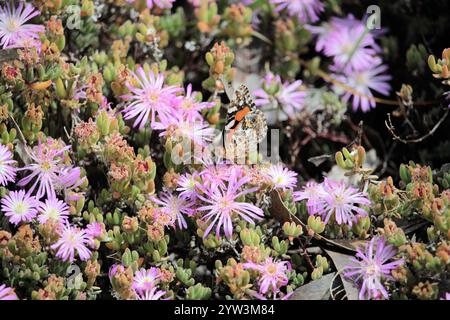 Australian Painted Lady (Vanessa kershawi) Butterfly feeding on pigface flower nectar Stock Photo