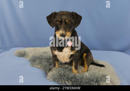 A sitting dog with a trailer on a blue sofa, mixed breed, mixed breed dog, rough-haired dachshund-terrier-havanese mix, male dog Stock Photo