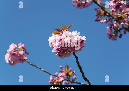 Close-up of pink cherry blossoms against a clear blue sky, Japanese ornamental cherry, Saxony-Anhalt, Germany, Europe Stock Photo