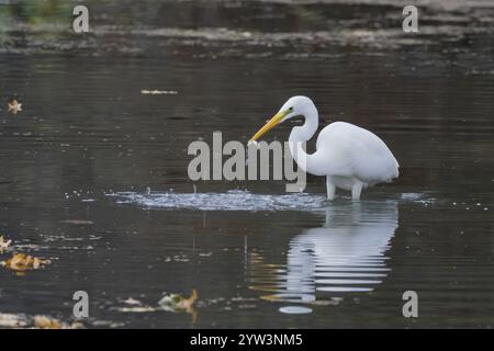 A Great White Egret (Ardea alba) stands in the water and has caught a small fish, surrounded by leaves, Hesse, Germany, Europe Stock Photo
