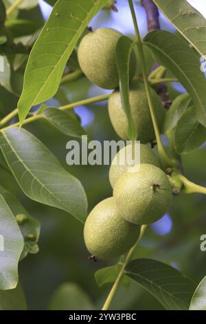 Walnut tree (Juglans regia) . Unripe walnuts hanging in the still closed fruit shells on the tree Hesse, Federal Republic of Germany Stock Photo