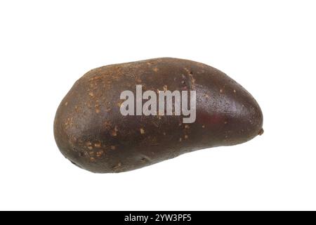 Shetland Black, Vegetables, Food, Federal Republic of Germany, Potatoes, Shetland Black variety Stock Photo