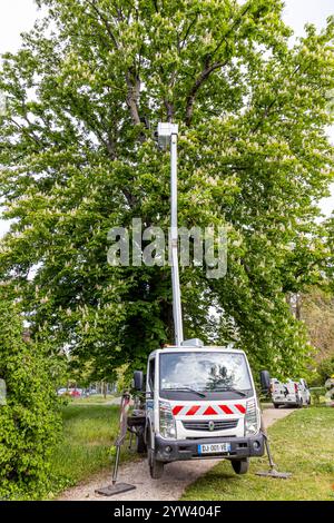 Pruning a chestnut tree, Ecole du Breuil, Paris, France Stock Photo