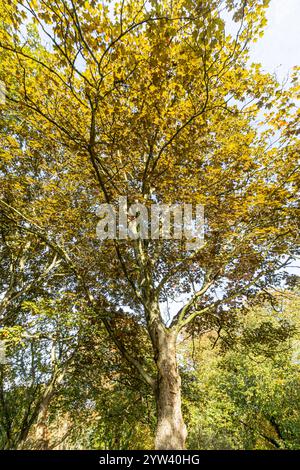 Sycamore maple (Acer pseudoplatanus) 'Purpureum' in autumn, Arboretum of the Ecole du Breuil, France Stock Photo