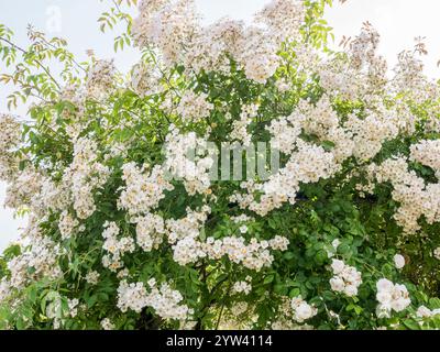 Climbing rose (Rosa x multiflora) 'Toby Tristam' Breeder : Mrs Targett 1970 Stock Photo