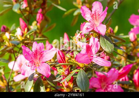 Japanese Azalea (Azalea japonica) 'Gilbert Mullie', flowers Stock Photo