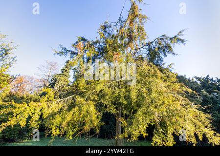 Eastern Red Cedar (Juniperus virginiana) Stock Photo
