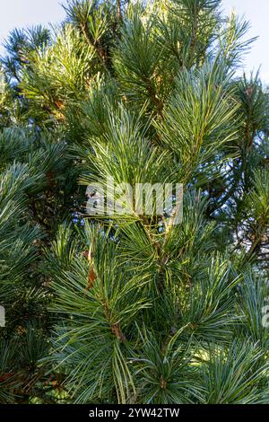 Arolla pine (Pinus cembra) Stock Photo