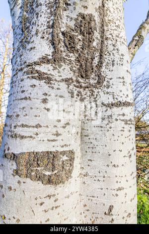 White poplar (Populus alba) 'Raket', Bark Stock Photo