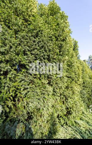 Anglojap yew (Taxus x media) 'Stait Hedge' Stock Photo