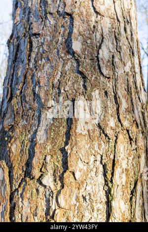 Riga pine (Pinus sylvestris var. rigensis) bark Stock Photo