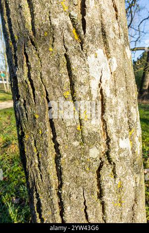 Common Walnut (Juglans regia) 'Parisienne', bark Stock Photo